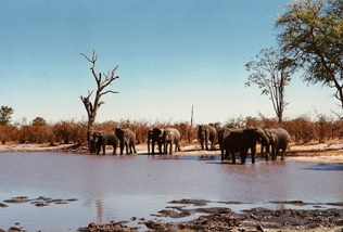 Moremi Botswana